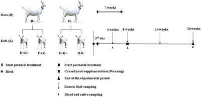 Performance, Rumen Microbial Community and Immune Status of Goat Kids Fed Leucaena leucocephala Post-weaning as Affected by Prenatal and Early Life Nutritional Interventions